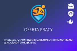 Oferta pracy: PRACOWNIK SZKLARNI Z CHRYZANTEMAMI W HOLANDII (M/K) (Kielce)